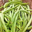 1/4 Lb = 300 Black Valentine Bush Beans Seeds Nativevegetable