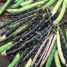 40 Black Valentine Bush Beans Seeds Nativevegetable