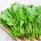 2000 Large Leaf Sorrel Seeds Winter