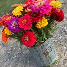 1 Oz Giant California Zinnia Mix Seedsing Annual