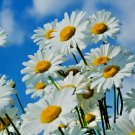 1 Oz Shasta Daisy Seeds Pollinators