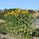50 Mammoth Russian Sunflower Seeds Giant Huge Annual Wildflower