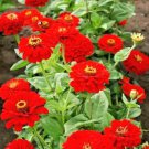 1000 Red Zinnia Seedsing Annual