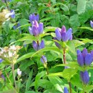 301 Bottle Gentian Seeds Shade Pato Container