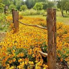 1 Oz Black Eyed Susan Seed Drought Heat Cold