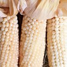 100 White Japanese Hulless Popcorn Seeds Fall Vegetable