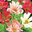 300 Cosmos Seashells Mix Seeds Wildflower Heat Drought Pollinators