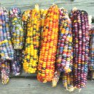 50 Ornamental Rainbow Indian Corn Seeds Nativefall