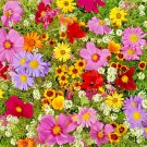1 Oz Tall Mix Seeds 19Ing Annuals