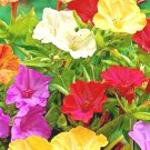 40 Four O Clock Mix Seed Wildflower Pollinators Fragrant Night Blooms