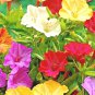 40 Four O Clock Mix Seed Wildflower Pollinators Fragrant Night Blooms