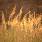 1 Oz Indian Grass Seeds Native Prairie Wildflower Ornamental