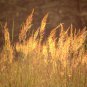 1 Oz Indian Grass Seeds Native Prairie Wildflower Ornamental