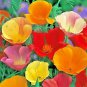 1 Oz California Poppy Mix Seeds Pollinators