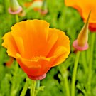 1 Oz Orange California Poppy Seeds Pollinators