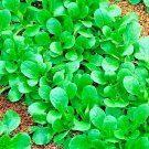 600 Dutch Corn Salad Seeds Lambs Lettuce Mache