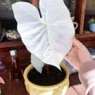 June Bride Plant Caladium Flower Bulb Plants Perennial Flower White Beauty