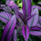 Purple Persian Shield Live Indoor Starter Plant 2.5 X 4" Pot