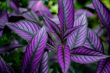 Purple Persian Shield Live Indoor Starter Plant 2.5 X 4" Pot