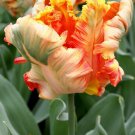 Parrot King Tulip Bulbs Flowers Rare Tulips Large Flower