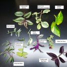 Houseplant Cutting Bundle Sale See Description For More Information