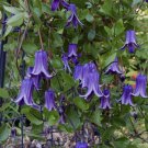 Clematis Blue Bells Flowers Vine Starter Plant Rooguchi