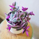 Tradescatia Nanouk Rooted Starter Plant Or Cutting Nanouk Pink Wandering Jew Rare House Plant Indoor