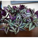 Tradescantia Zebrina House Plants Live Plant Potted 2.5" X 4" Inch Pots Silver Inch Plant Wandering 