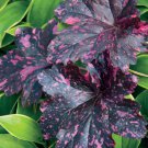 Midnight Rose Heuchera With Flowers Perennial Live Plant Summer Spring Flower Full Sun Coral Bells