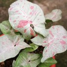 Syngonium Milk Confetti Rare 2.5" Inch Starter Pot House Plants Live Seller Ppp Variegated
