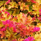 Marmalade Heuchera With Flowers Perennial Live Plant Summer Spring Flower Full Sun Coral Bells
