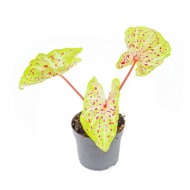 Miss Muffet Caladium Flower Bulb Ppp Plants Perennial Flower Lime Green Pink Polka Dots