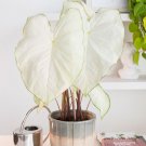 Florida Moonlight Plant Caladium Flower Bulb Ppp Plants Perennial Flower White Beauty