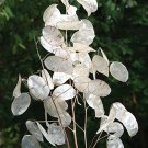Live Money Plant Silver Dollar Flower Plants Rare