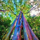 Rainbow Eucalyptus Tree Live Plant Fast Growing Trees