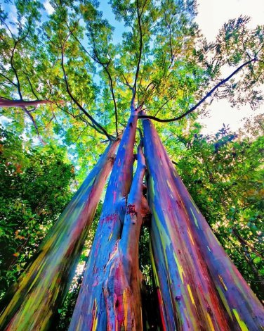 Rainbow Eucalyptus Tree Live Plant Fast Growing Trees