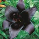 Black Charm' Lily Asiatic The Darkest Flowers Lilies Perennial Flower Live Plants