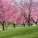 Double Kwanzan Cherry Tree Cuttings Live Plant Perennial Shrubs Landscaping Plants No Roots