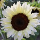 Sunflower Seeds White Nite Flowers Organic Flower Seed Grown 25