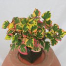 Chameleon Plant Live Rainbow Leaf White Flowers In Summer Perennial Zone 3-9 Seller