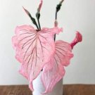 Pink Princess Symphony Plant Caladium Flower Bulb Ppp Plants Perennial Flower Pink Beauty Pre-Order 