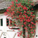 Vine Major Wheeler Honeysuckle Hummingbirds Flowers Full Sun Fragrant Red Flowers