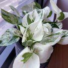 Manjula Pothos Houseplant Live Plant Potted 2.5" X 4" Pot