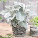 White Wings Of Angel Succulent House Plants Live Plant Potted 2.5" X 4" Inch Pots