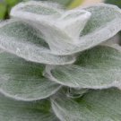 3 Rare White Velvet Sillamontana Cuttings Tradescantia House Plants Wandering Jew Very Fuzzy Leaf