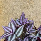 Tradescantia Zebrina Cuttings House Plants Live Plant Burgundy Wandering Jew Inch Plant