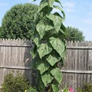 Giant Mammoth Sunflower Seeds Flowers Organic Flower Seed Grown 25