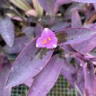 Purple Heart Cuttings Tradescantia Pallida House Plants Live Plant Black Purple Wandering Jew Inch P