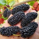 Black Mulberry Cuttings Plant Freshly Cut Upon Order Easy Fruit Trees Morus Nigra