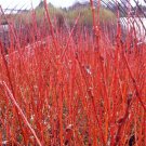 Cuttings Flame Willow Tree Salix Shrubs Fresh Flower Stems Upon Order No Roots Rare Orange Red Branc